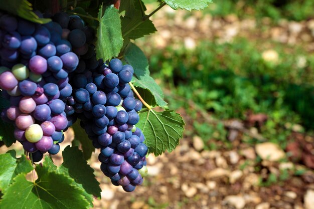 Rouge pinot noir raisins rouges Bourgogne vignoble France.