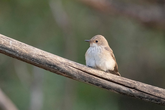 Rougequeue commune (Phoenicurus phoenicurus) Cordoue, Espagne