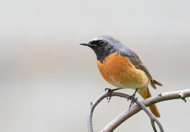 Rougequeue commune Phoenicurus phoenicurus Un oiseau est assis sur une branche d'arbre sur un fond clair