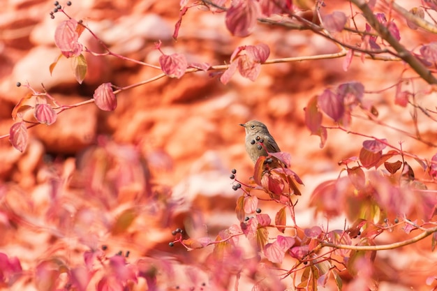 Rougequeue noir femelle sur une branche dans la nature (Phoenicurus ochruros) Contexte des oiseaux d'automne