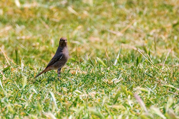 Rougequeue noir sur l'herbe (Phoenicurus ochruros)