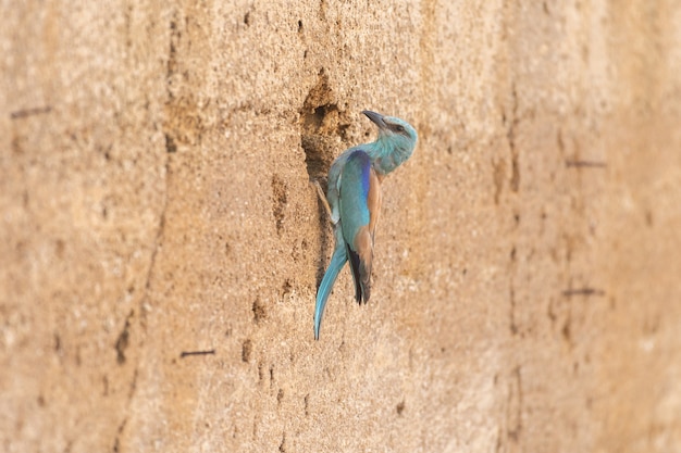 Rouleau européen ou coracias garrulus assis à côté du nid.