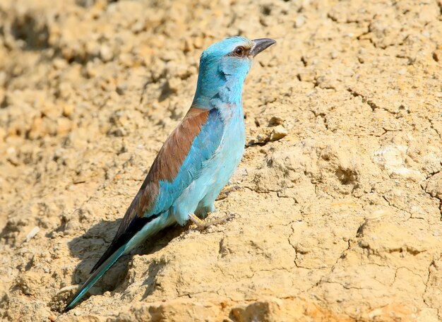 Rouleau européen est assis sur le mur de sable vue rapprochée