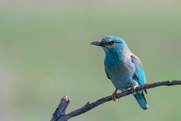 Rouleau européen rouleau bleu rouleau commun ou rouleau Coracias garrulus Toledo Espagne