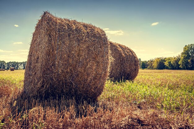 Rouleau de foin à la campagne après la récolte du blé tonifiant