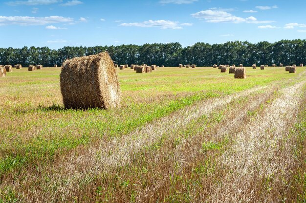 Rouleau de foin à la campagne après la récolte du blé