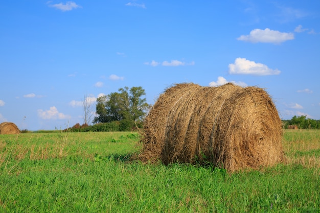 Rouleau de foin sur le pré contre