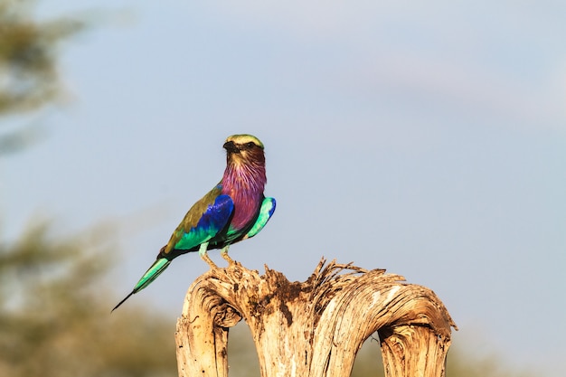 Rouleau à poitrine lilas sur l'arbre. Tarangire, Tanzanie, Afrique