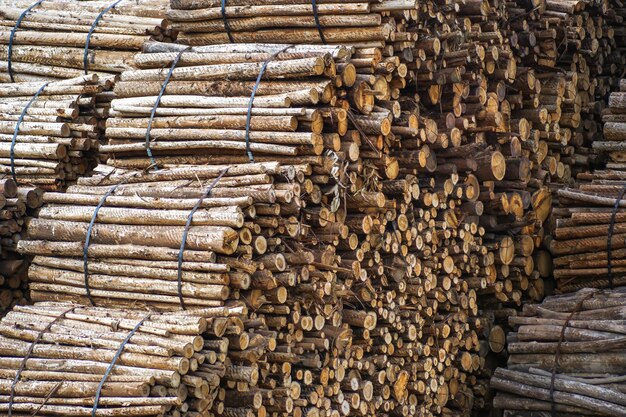 Rouleaux de bois stockés dans une industrie du papier