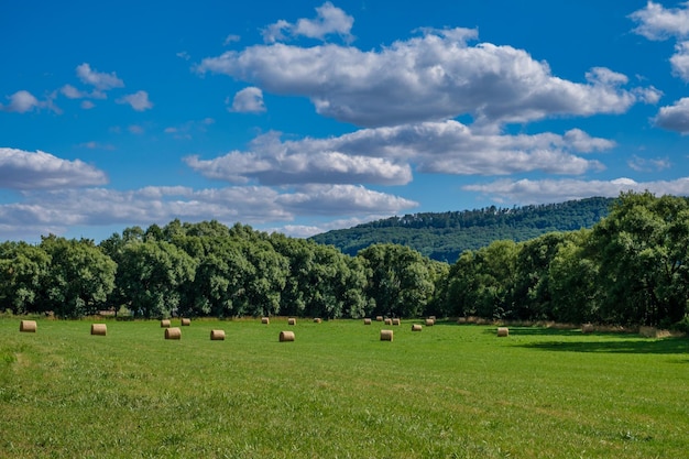 Rouleaux de meules de foin paille sur le champ de récolte de blé Champ rural avec des balles de foin Paysage