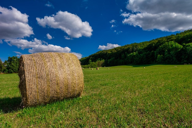 Rouleaux de meules de foin paille sur le champ de récolte de blé Champ rural avec des balles de foin Paysage