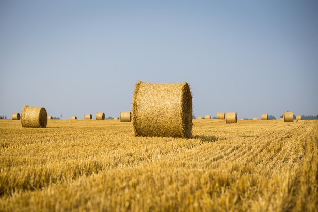 Rouleaux de meules de foin sur le terrain Paysage de ferme d'été avec botte de foin sur le fond d'un beau coucher de soleil Agriculture ConceptHarvest concept