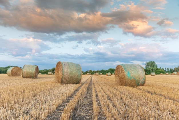 Rouleaux de paille dans le champ de céréales récoltées