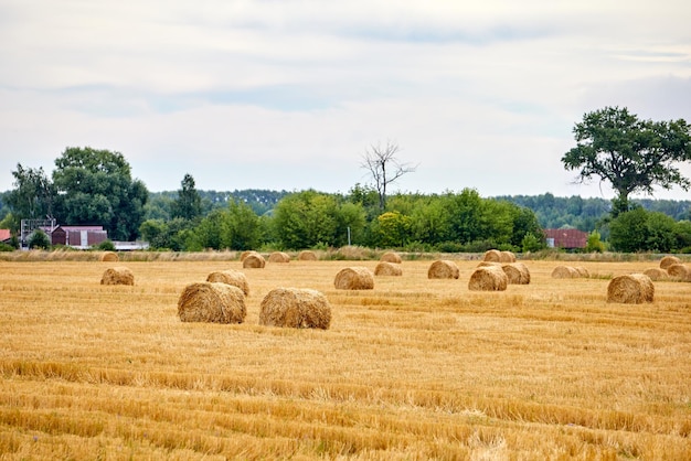 Rouleaux secs jaune vif de meules de foin sur le terrain d'été