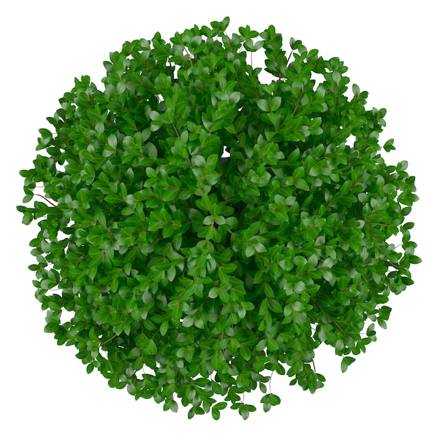 Round Plante