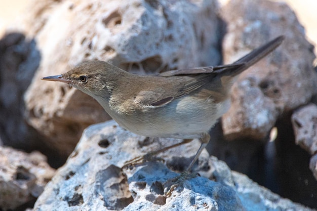 Rousserolle Acrocephalus scirpaceus Cordoue Espagne