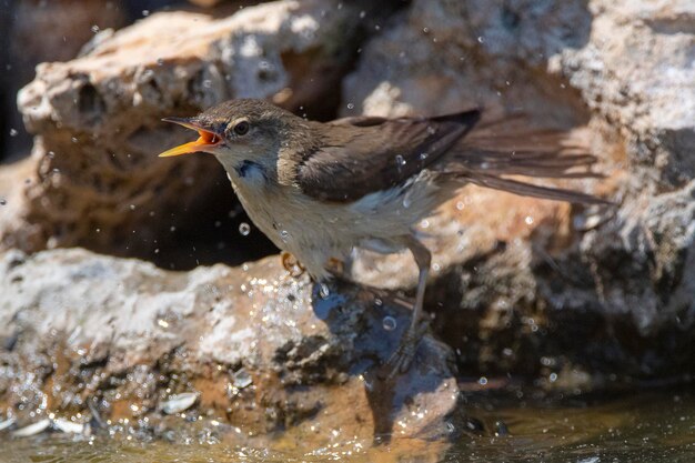 Rousserolle Acrocephalus scirpaceus Cordoue Espagne