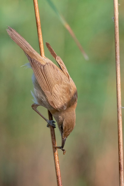 Rousserolle rousserolle (Acrocephalus arundinaceus) Tolède, Espagne