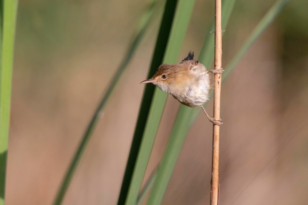 Rousserolle rousserolle (Acrocephalus scirpaceus) Cordoue, Espagne