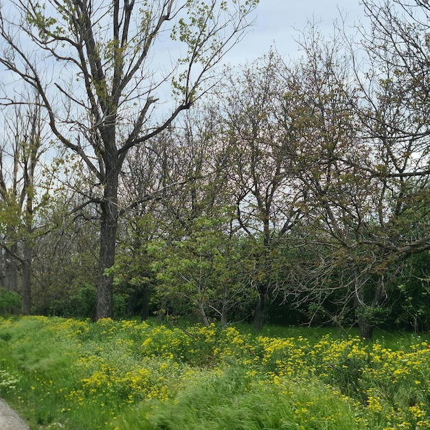 Une route avec un arbre et des fleurs dessus