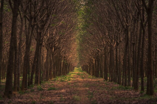 route de l&#39;arbre