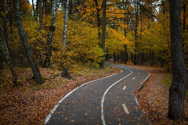 Route des arbres d'automne