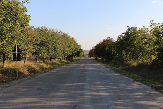 Une route avec des arbres sur le côté