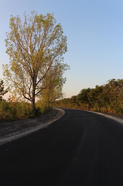 Une route avec des arbres sur le côté