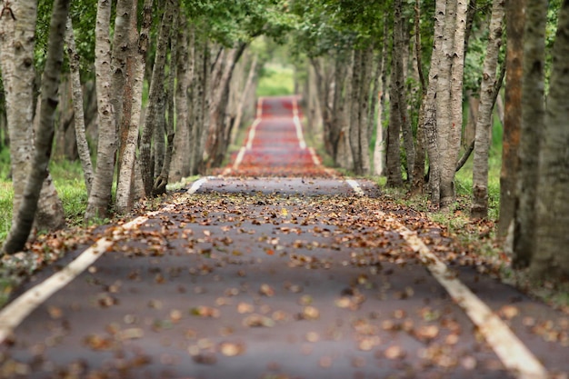 Une route avec des arbres des deux côtés et la route est bordée de feuilles.