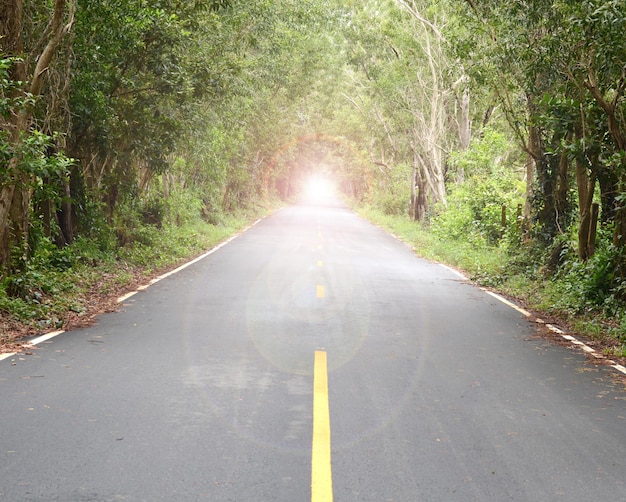 Route avec des arbres des deux côtés