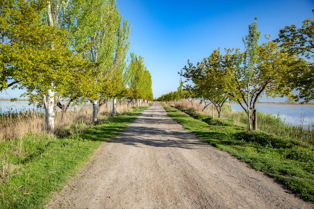 Route d'arbres avec lac sous le ciel