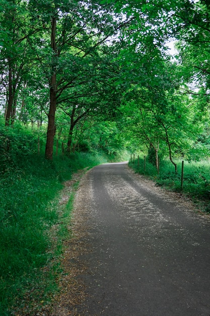 route avec des arbres verts en automne dans la nature