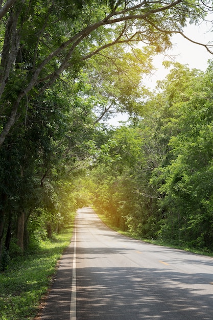 Route Avec Des Arbres Verts Autour Et Des Arbres Penché Sur La Route.