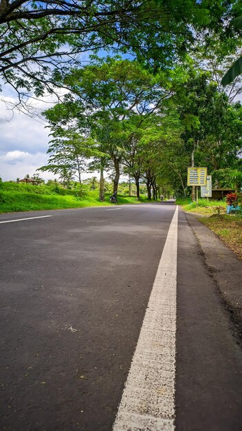 Route avec des arbres verts autour