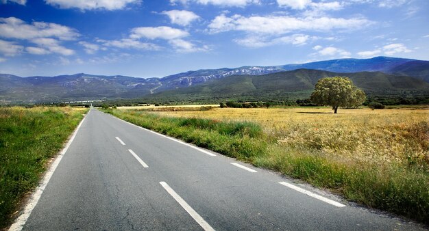 route et les arbres