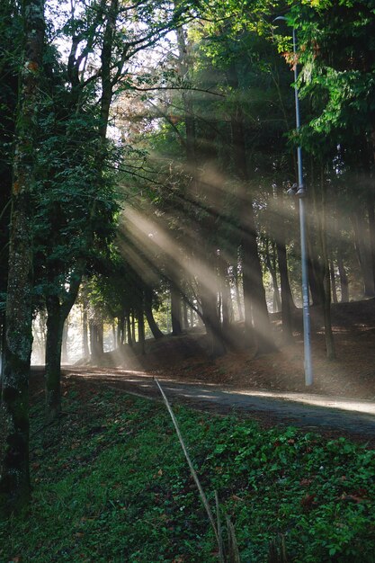 La route avec des arbres