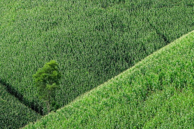 Route d'asphalte à travers le champ vert et les nuages sur le ciel bleu en été