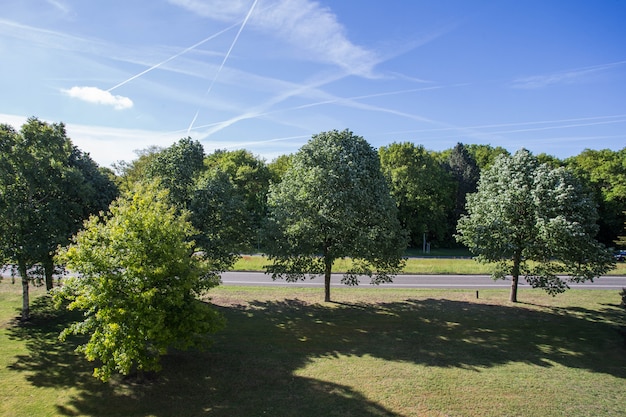 Route asphaltée et arbre vert dans la campagne