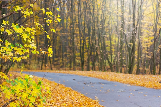 Route asphaltée au milieu de la forêt pendant l'automne doré