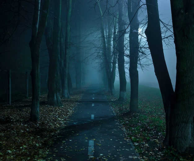 La route asphaltée brumeuse entre les arbres dans la nuit