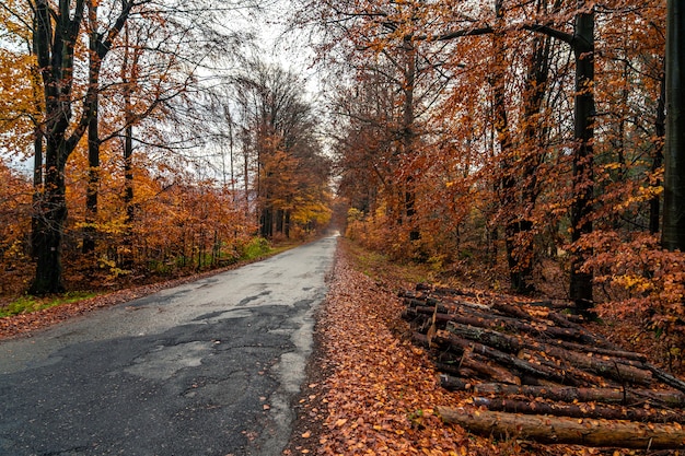 Route asphaltée dans la forêt d'automne orange