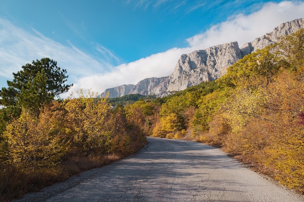 Route asphaltée dans une forêt d'été par temps nuageux