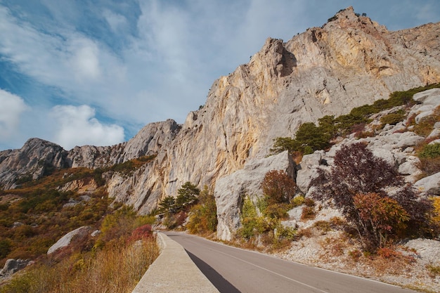 Route asphaltée dans une forêt d'été par temps nuageux