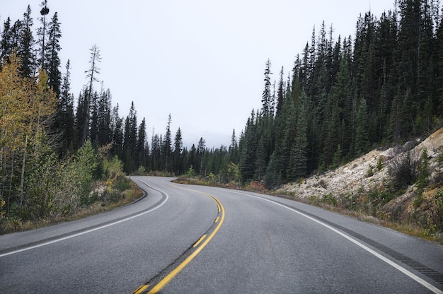 Route asphaltée dans la forêt de pins sur couvert au parc national