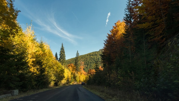 Route asphaltée dans la forêt