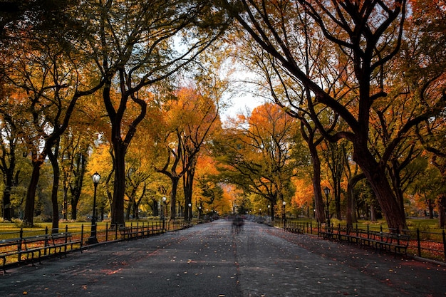 Une route au milieu des arbres en automne