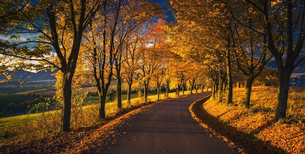 Photo une route au milieu des arbres en automne