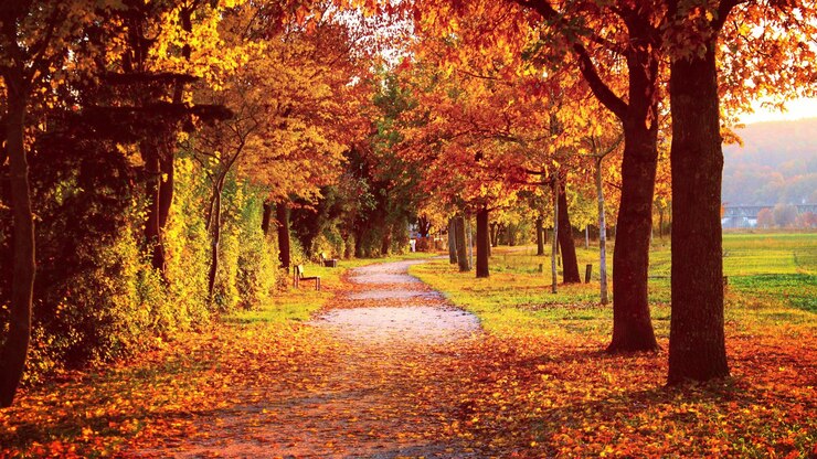 Photo une route au milieu des arbres en automne