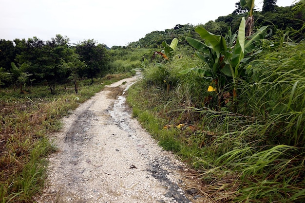 Photo la route au milieu des arbres sur le champ contre le ciel