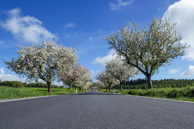 Photo la route au milieu des arbres sur le champ contre le ciel